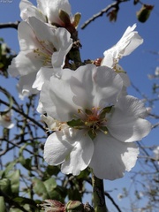 Prunus amygdalus