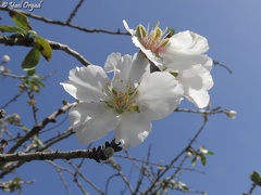 Prunus amygdalus