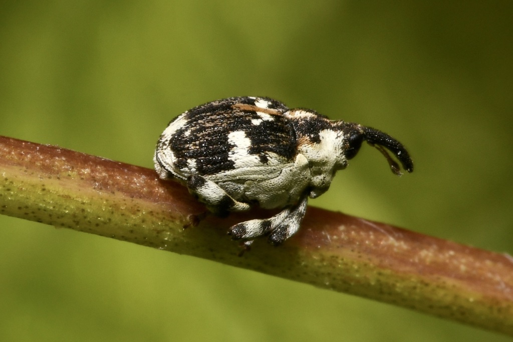Hadroplontus trimaculatus