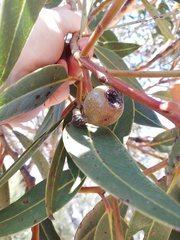 Eucalyptus staeri