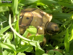 Testudo graeca