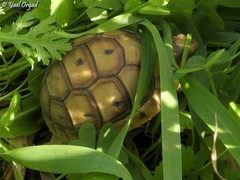 Testudo graeca