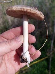 Volvopluteus gloiocephalus