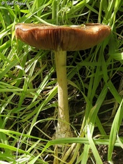 Volvopluteus gloiocephalus