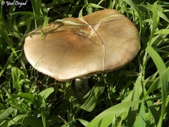 Volvopluteus gloiocephalus
