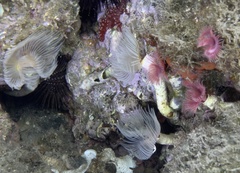 Serpula vermicularis