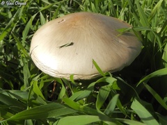 Volvopluteus gloiocephalus