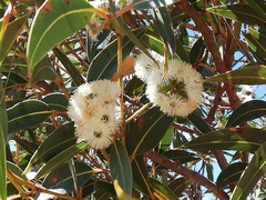 Eucalyptus staeri