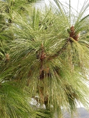Pinus devoniana