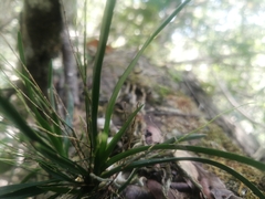 Angraecum pusillum