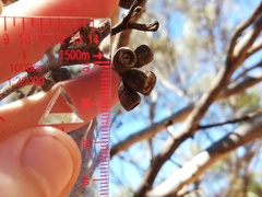 Eucalyptus phaenophylla