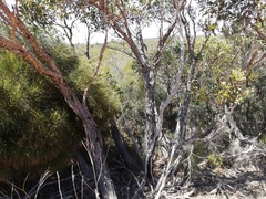 Eucalyptus staeri