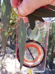 Eucalyptus phaenophylla