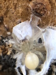 Araneae