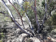 Eucalyptus phaenophylla