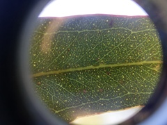 Eucalyptus phaenophylla