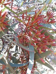 Eucalyptus phaenophylla