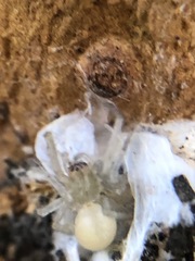 Araneae