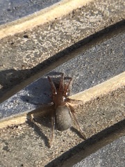 Araneae