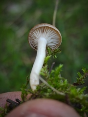 Agaricales
