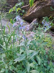 Cynoglottis barrelieri