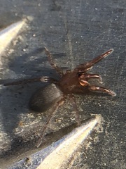Araneae