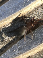 Araneae