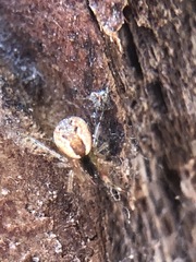 Araneoidea