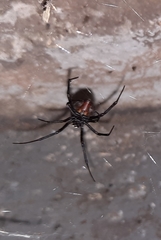 Latrodectus hasselti