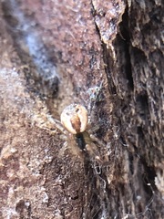 Araneoidea