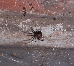Latrodectus hasselti