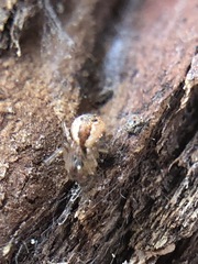 Araneoidea