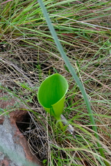 Eriospermum kiboense