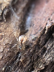 Araneoidea