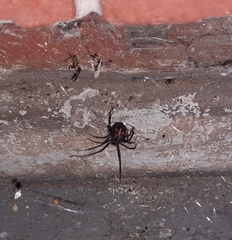 Latrodectus hasselti