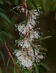 Hakea varia