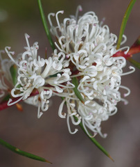 Hakea varia