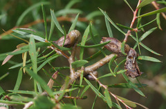 Hakea varia