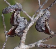 Hakea varia