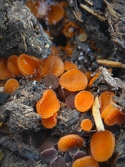 Cheilymenia raripila