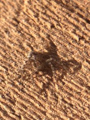 Araneae