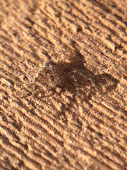 Araneae