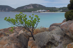 Anthocercis viscosa viscosa