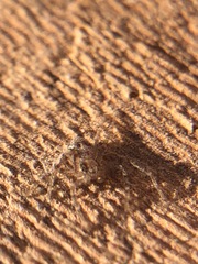 Araneae