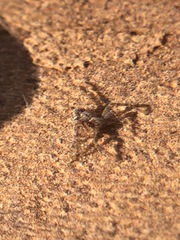 Araneae