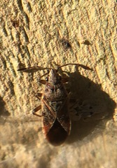 Arocatus