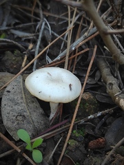 Clitocybe