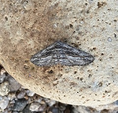 Iridopsis obliquaria