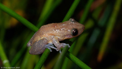 Scinax staufferi