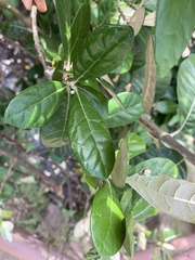 Brachylaena discolor